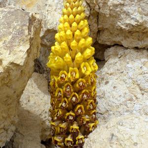 Go to this species on the OneZoom tree of life