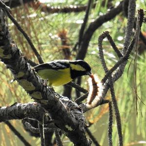 Go to this species on the OneZoom tree of life