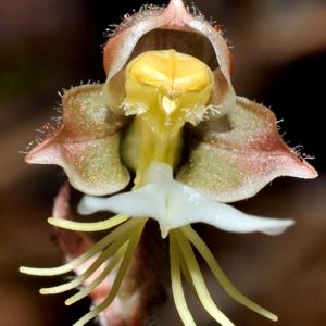 Go to this species on the OneZoom tree of life