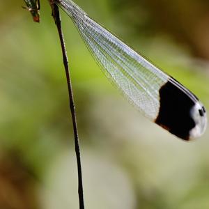 Go to this species on the OneZoom tree of life