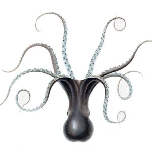 Go to this species on the OneZoom tree of life