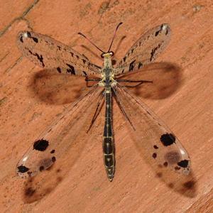 Go to this species on the OneZoom tree of life