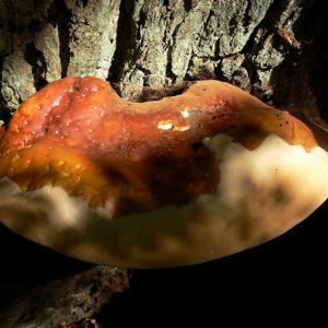 Go to this species on the OneZoom tree of life