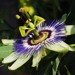 Go to this species on the OneZoom tree of life