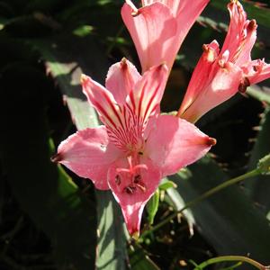 Go to this species on the OneZoom tree of life
