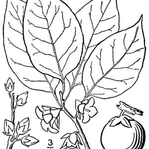 Go to this species on the OneZoom tree of life