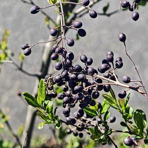 Go to this species on the OneZoom tree of life