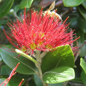 Go to this species on the OneZoom tree of life
