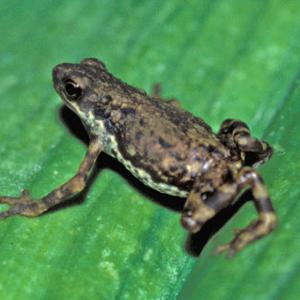 Frogs and toads