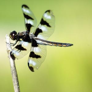 Go to this species on the OneZoom tree of life
