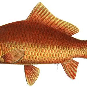 Go to this species on the OneZoom tree of life