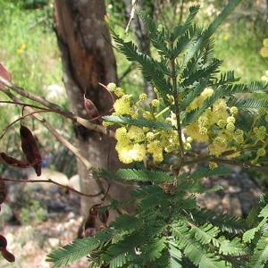 Go to this species on the OneZoom tree of life