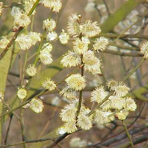 Go to this species on the OneZoom tree of life