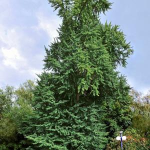 Go to this species on the OneZoom tree of life