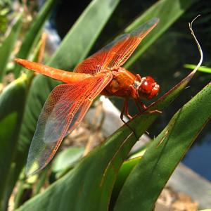 Go to this species on the OneZoom tree of life