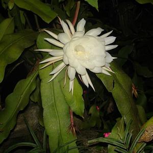 Go to this species on the OneZoom tree of life