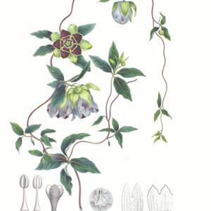 Go to this species on the OneZoom tree of life