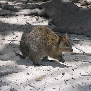 © en:User:SeanMack / CC-BY-SA-3.0 (http://creativecommons.org/licenses/by-sa/3.0/) Go to this species on the OneZoom tree of life
