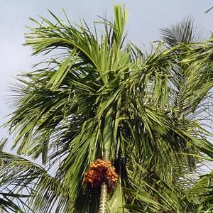 Go to this species on the OneZoom tree of life
