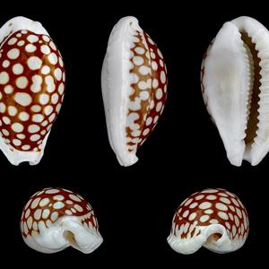 Go to this species on the OneZoom tree of life