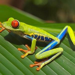 Frogs and toads