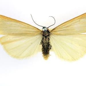 Go to this species on the OneZoom tree of life