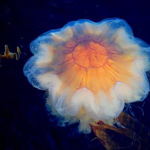 Go to this species on the OneZoom tree of life