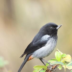 Go to this species on the OneZoom tree of life