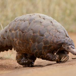 Go to this species on the OneZoom tree of life