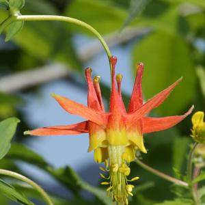 Go to this species on the OneZoom tree of life