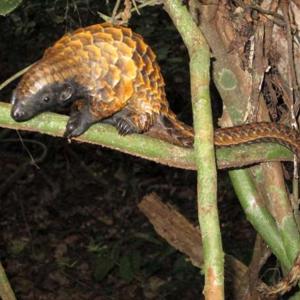 Go to this species on the OneZoom tree of life