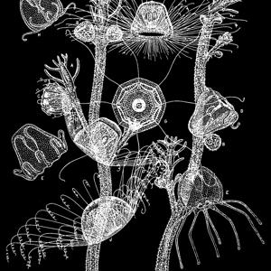 Go to this species on the OneZoom tree of life