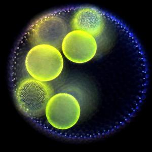 Go to this species on the OneZoom tree of life