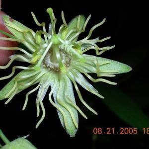 Go to this species on the OneZoom tree of life