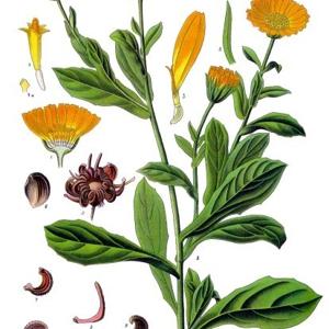 Go to this species on the OneZoom tree of life