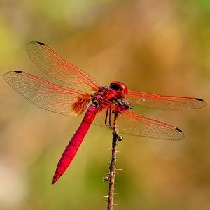 Go to this species on the OneZoom tree of life