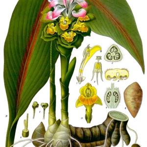 Go to this species on the OneZoom tree of life