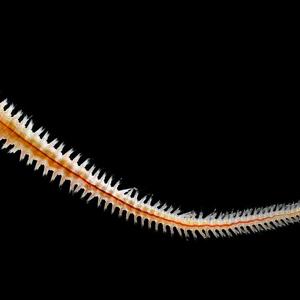 Go to this species on the OneZoom tree of life