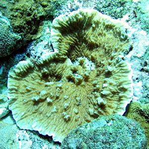 Hard corals
