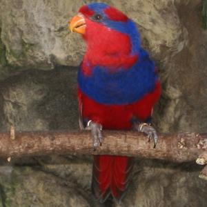 Parrots