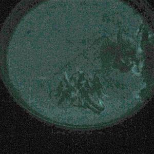 Go to this species on the OneZoom tree of life
