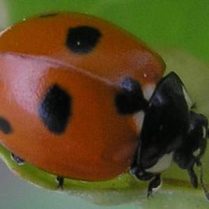 Go to this species on the OneZoom tree of life