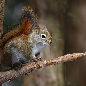 Go to this species on the OneZoom tree of life