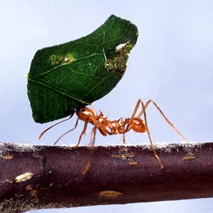 Go to this species on the OneZoom tree of life