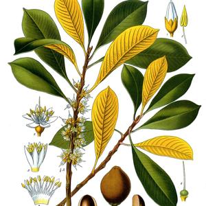 Go to this species on the OneZoom tree of life