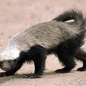 Go to this species on the OneZoom tree of life