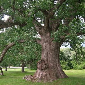 Go to this species on the OneZoom tree of life
