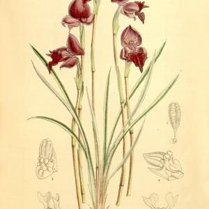 Orchids