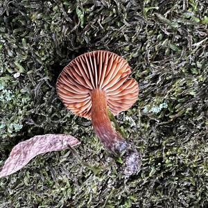 Mushroom-forming fungi
