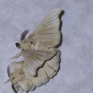 Go to this species on the OneZoom tree of life